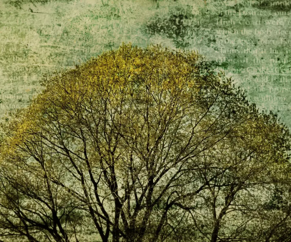 Leafless tree against grunge backdrop